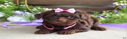Yorkiepoo dogs for sale: Coco  - Ad 8