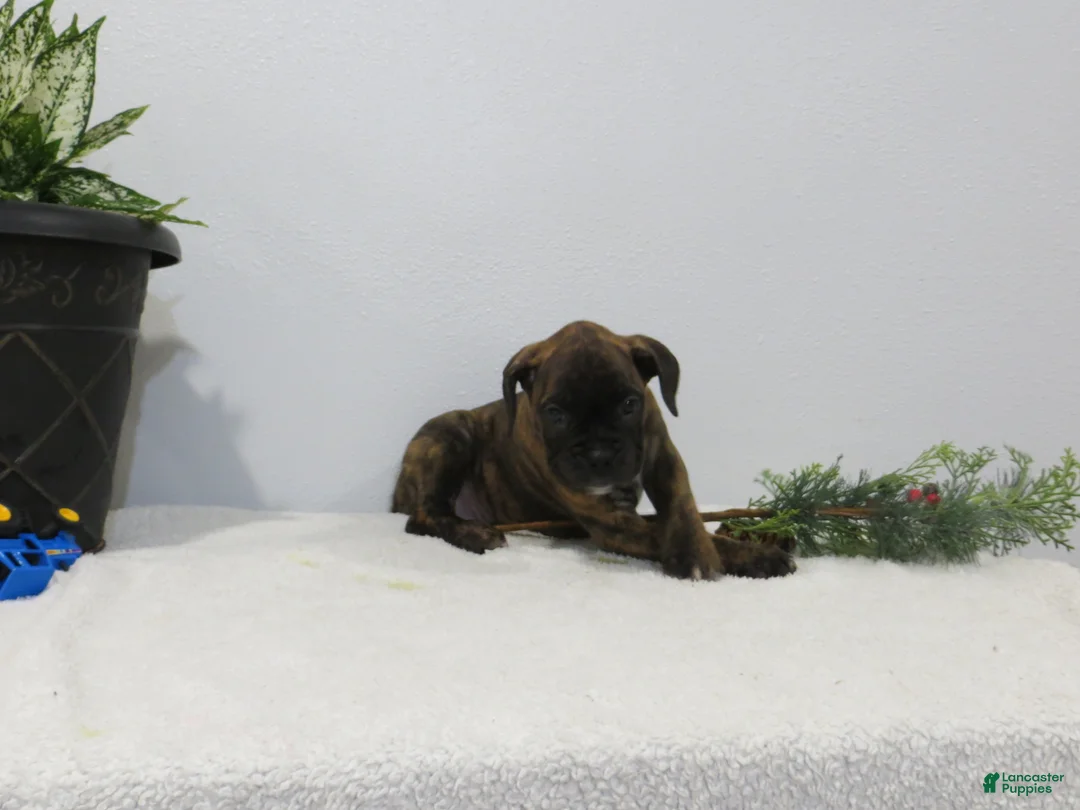 Boxer dogs for sale: 🗺️ ADVENTURE - Ad 5