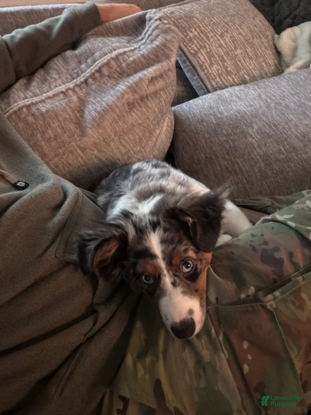 Miniature Australian Shepherd dogs for sale: Miniature Australian Shepherd Puppy 1 - Ad 5