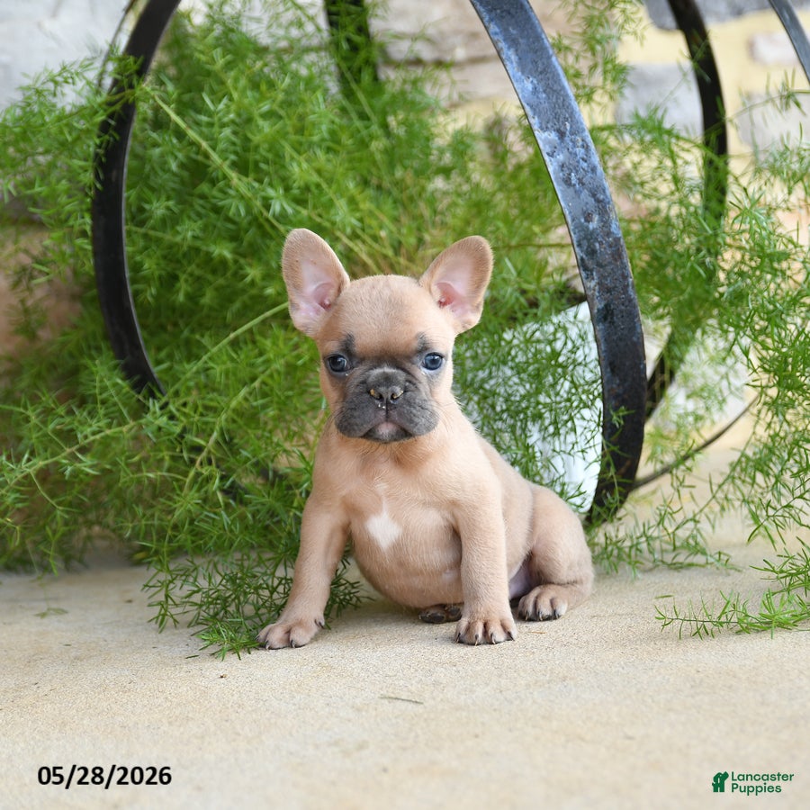 French Bulldog dogs Sparky - Ad 2