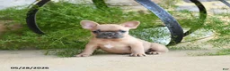 French Bulldog dogs for sale: Sparky - Ad 2