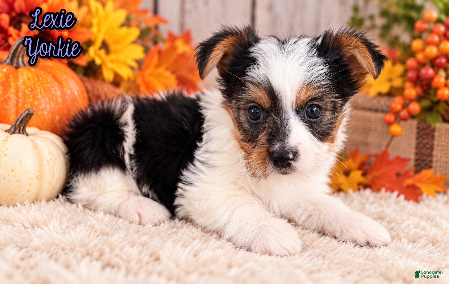 Yorkshire Terrier dogs for sale: Lexie Female AKC Yorkshire Terrier - Ad 1