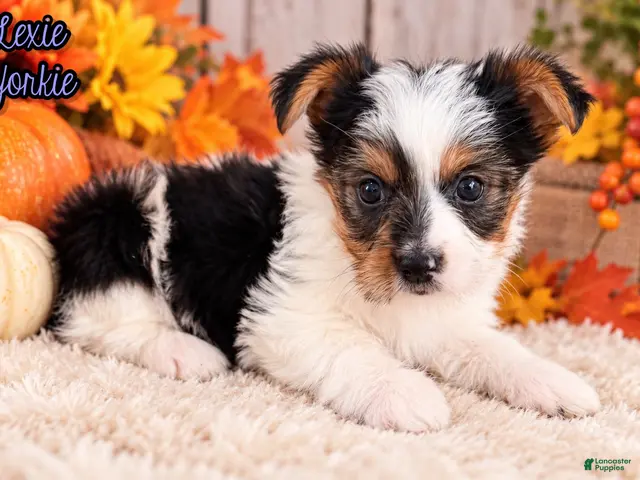Yorkshire Terrier dogs for sale: Lexie Female AKC Yorkshire Terrier - Ad 1