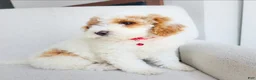Toy Poodle dogs for sale: Nemo - Ad 16