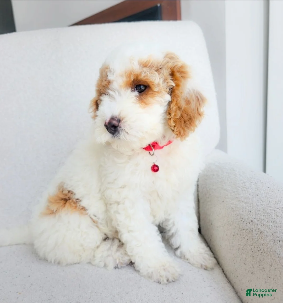 Toy Poodle dogs for sale: Nemo - Ad 16