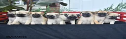 Mixed Breed dogs for sale: Snowball - Ad 5