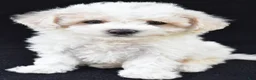 Cavachon dogs for sale: Jenny - Ad 6