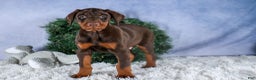 Doberman Pinscher dogs for sale: TYSON - Ad 16