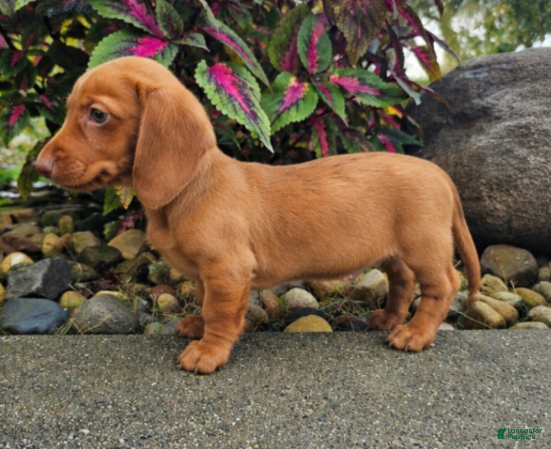 Dachshund dogs Rex - Ad 2