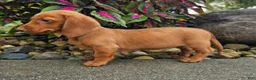 Dachshund dogs for sale: Rex - Ad 2