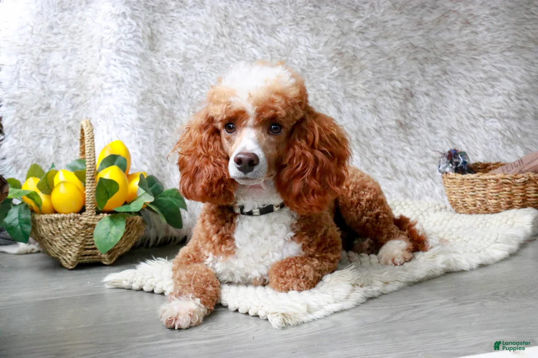 Miniature Poodle dogs for sale: Jill - Ad 9