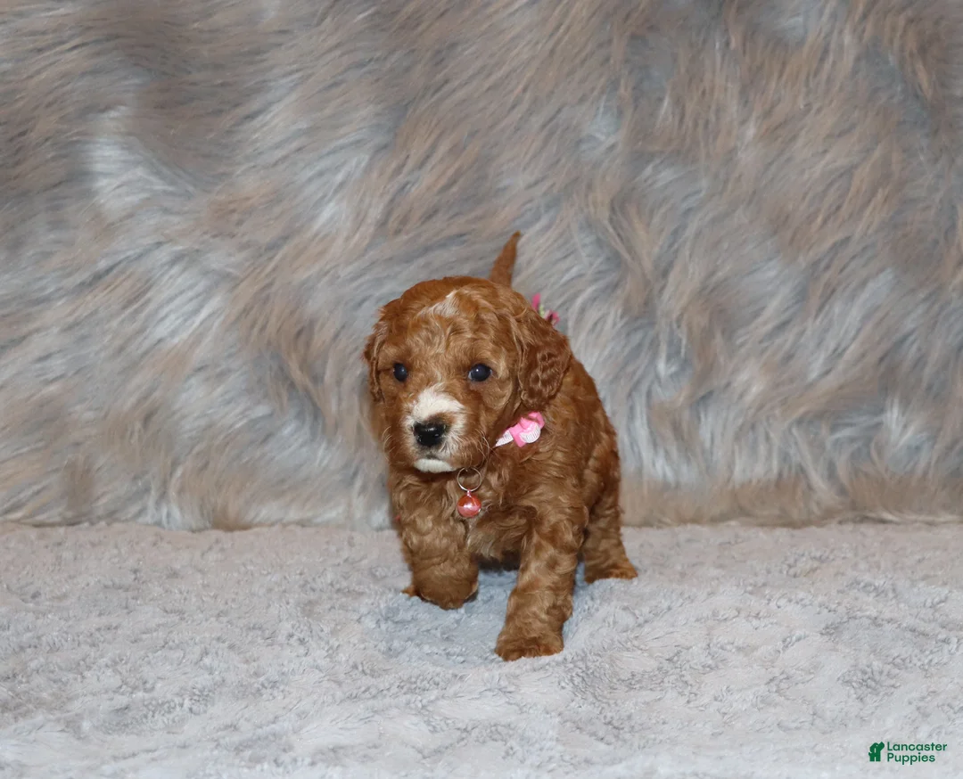 Mini Goldendoodle dogs for sale: Willow 🌷 Genetic Clear Parents - Ad 7