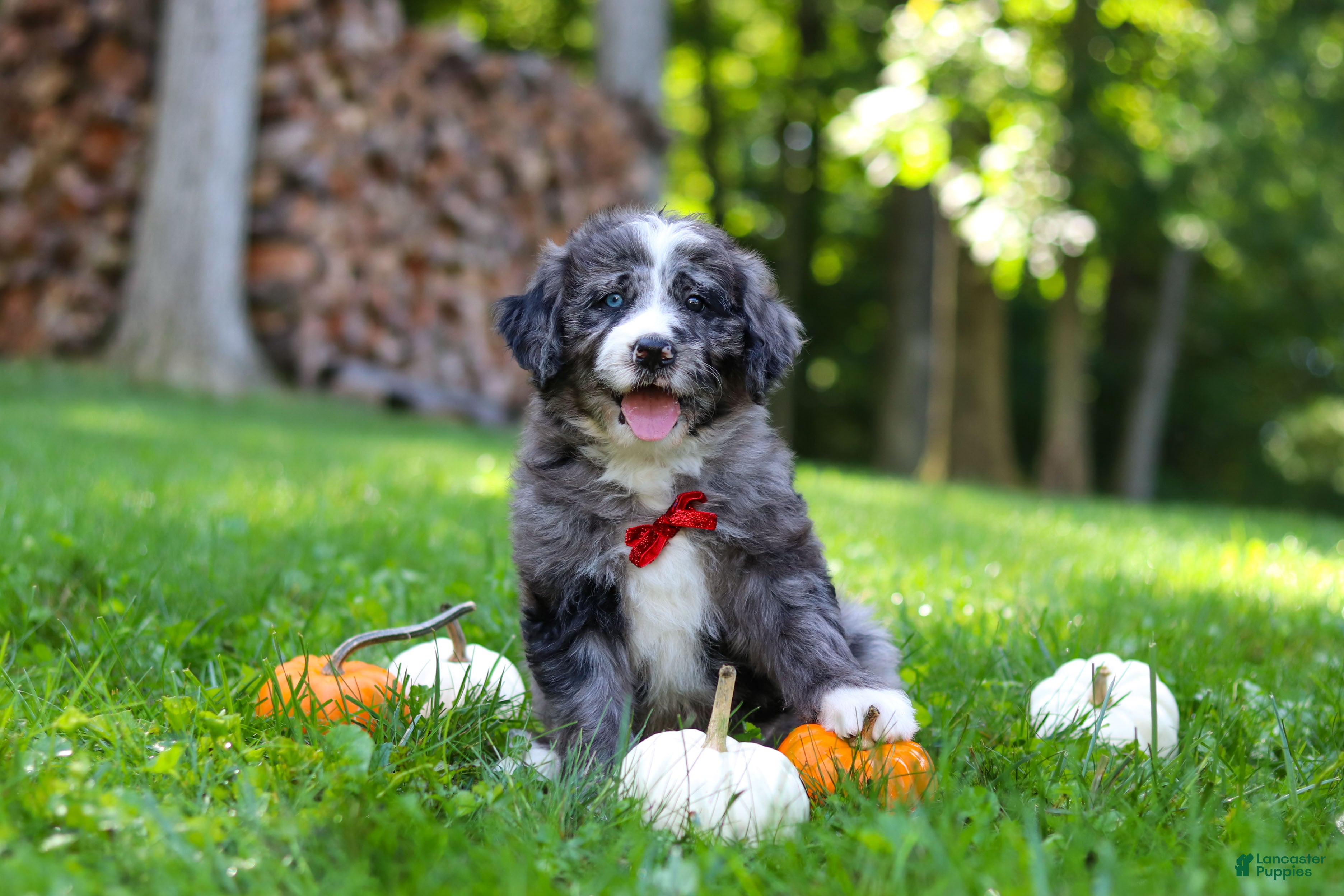 Bernedoodle dogs Chester - Ad 1