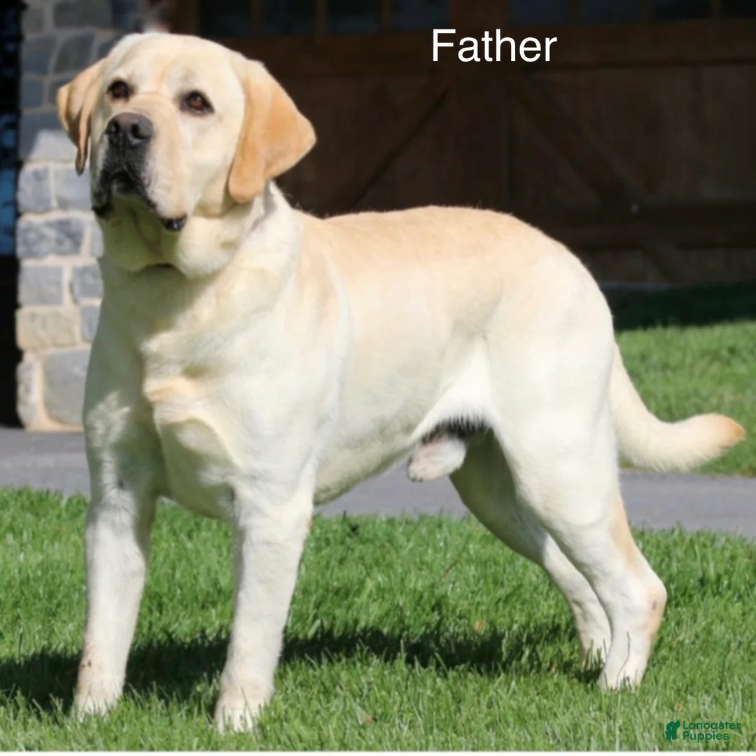 Labrador Retriever dogs for sale: Clint - Ad 5