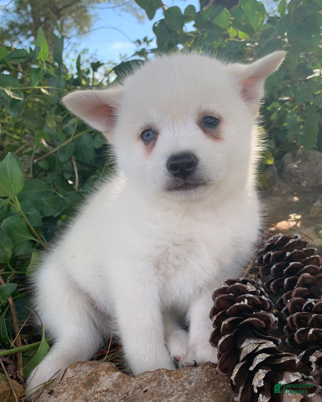 Alaskan Klee Kai dogs for sale: Sweet Trevor - Ad 8