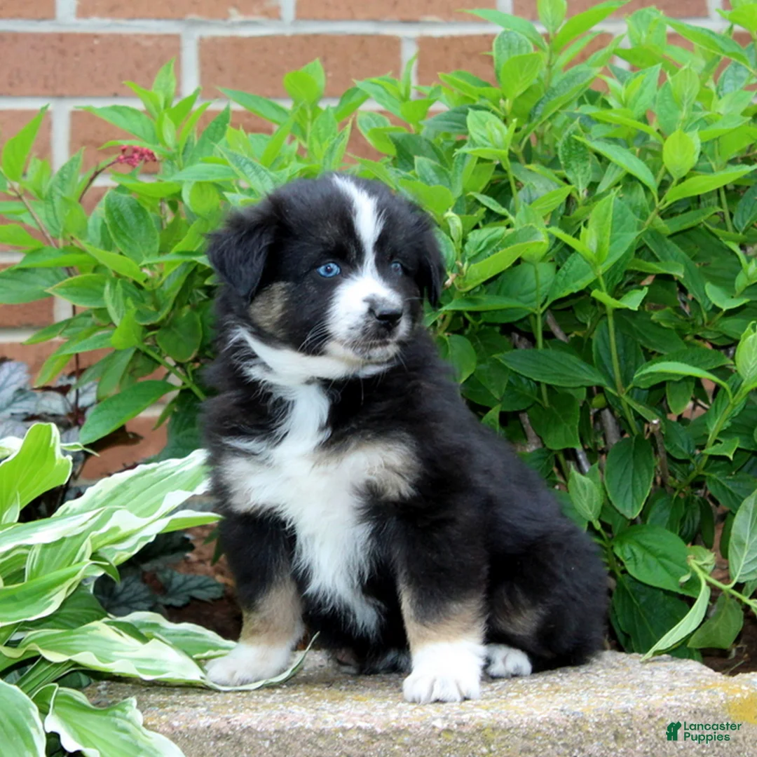 Miniature Australian Shepherd dogs for sale: Friendly  - Ad 2