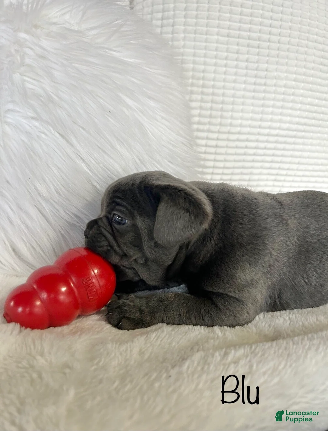 Mixed Breed dogs for sale: Blu - Ad 9