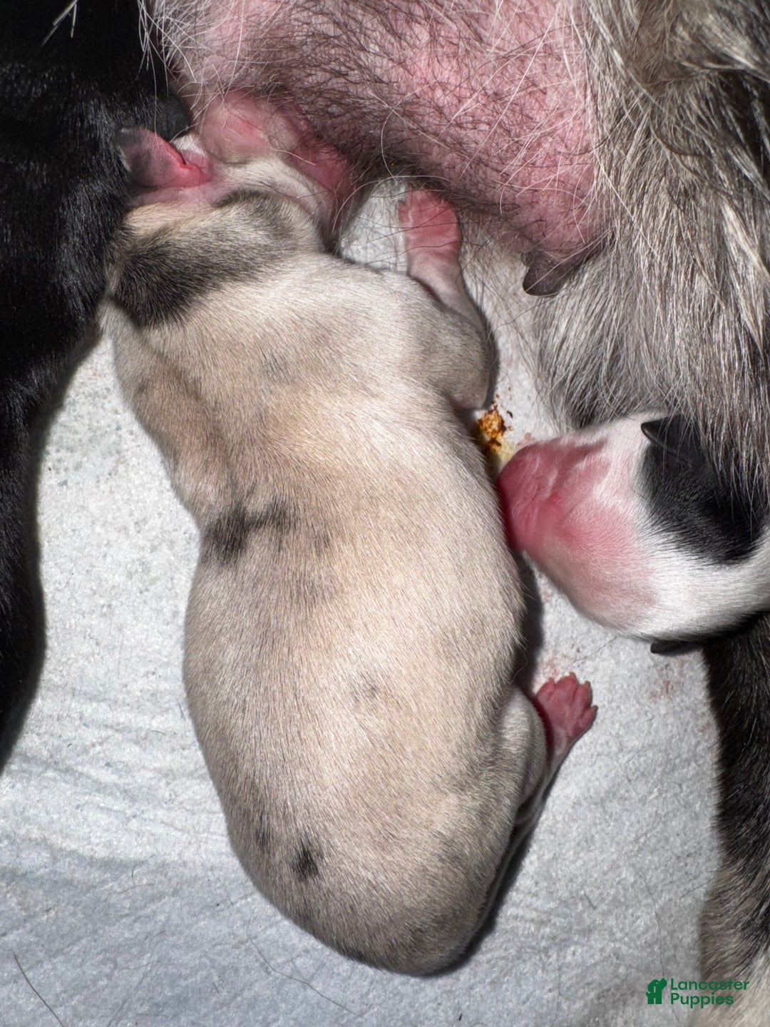 Pomsky dogs for sale: Pomsky Puppy 4 grey multi - Ad 2