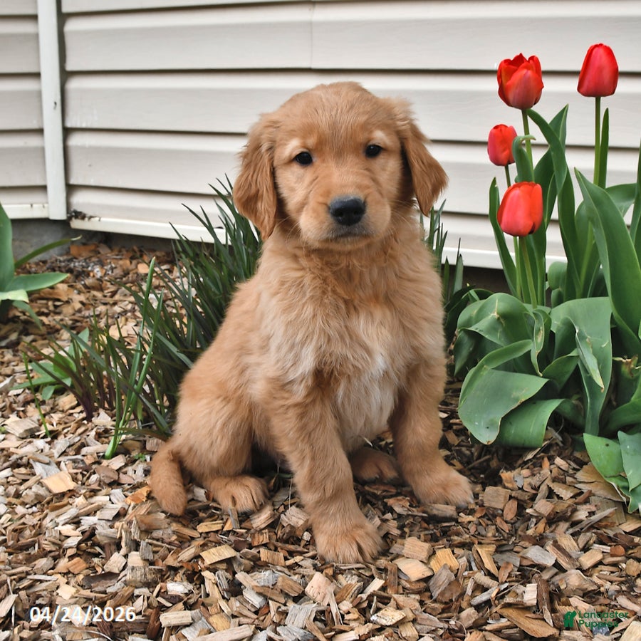 Golden Retriever dogs Troy - Ad 1