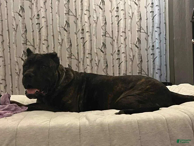 Gallery Image {{count}}