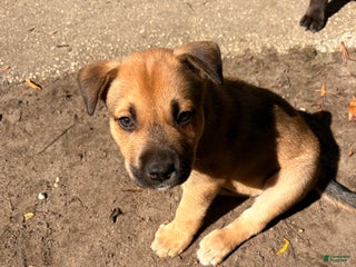 Mixed Breed dogs - Ad 39