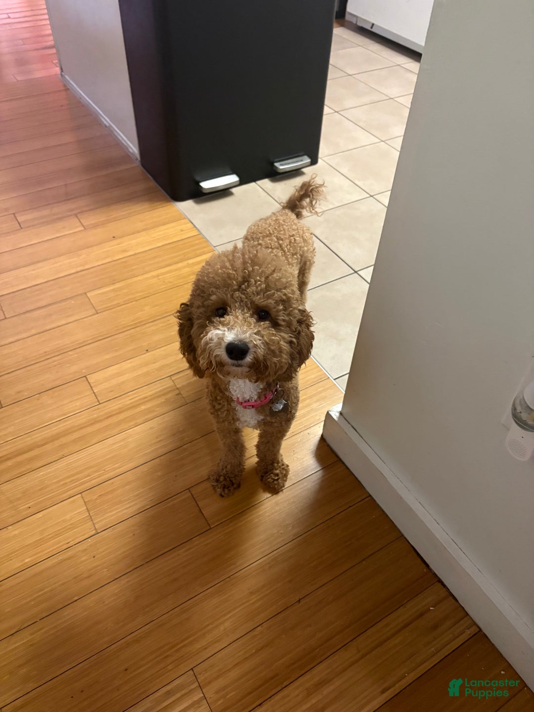 Bichpoo dogs for sale: Bichpoo Puppy 1 - Ad 3