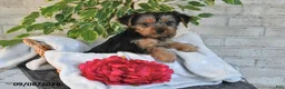 Yorkshire Terrier dogs for sale: Nacho - Ad 3