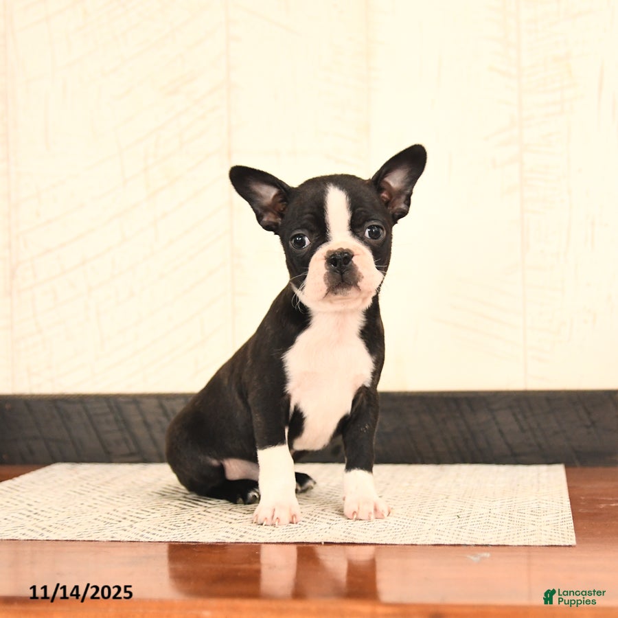 Boston Terrier dogs for sale: Jewel - Ad 1