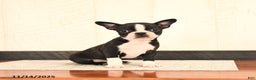 Boston Terrier dogs for sale: Jewel - Ad 1