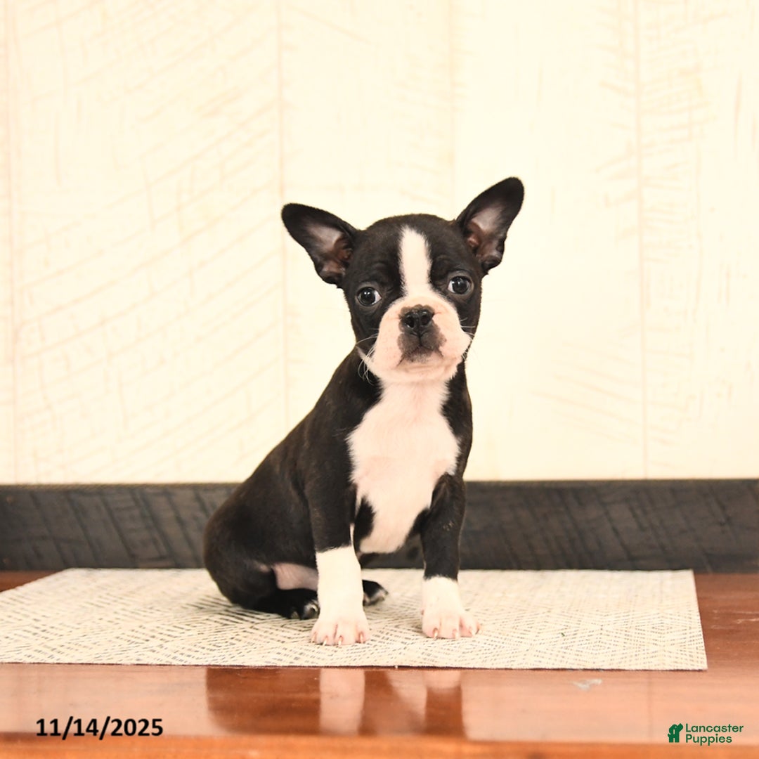Boston Terrier dogs for sale: Jewel - Ad 1