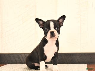 Boston Terrier dogs Jewel - Ad 30