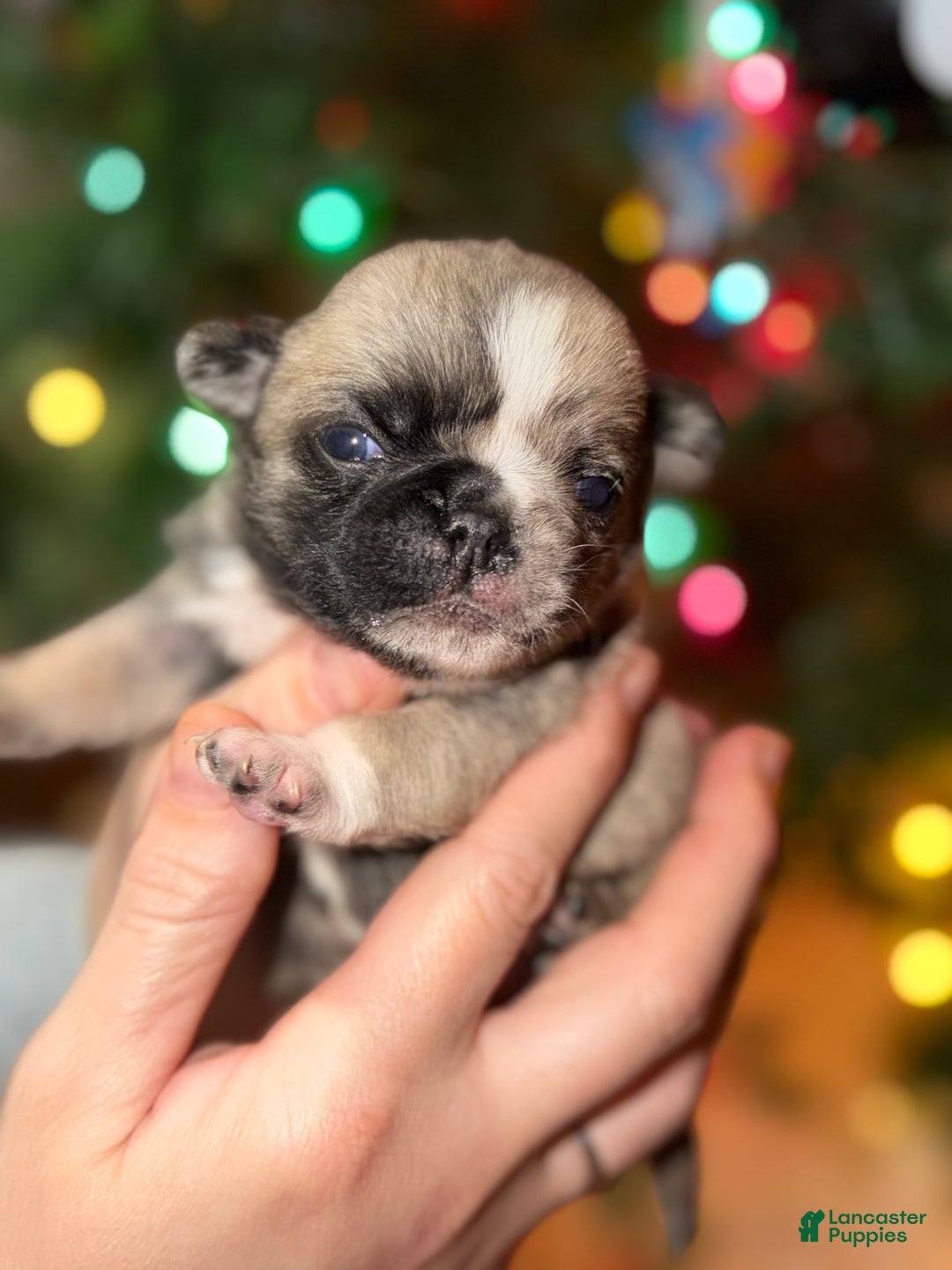 Pug dogs for sale: Piper  - Ad 1