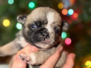 Pug dogs Piper - Ad 42