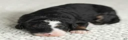 Mini Bernedoodle dogs for sale: Alyssa Miniature Bernedoodle  - Ad 1