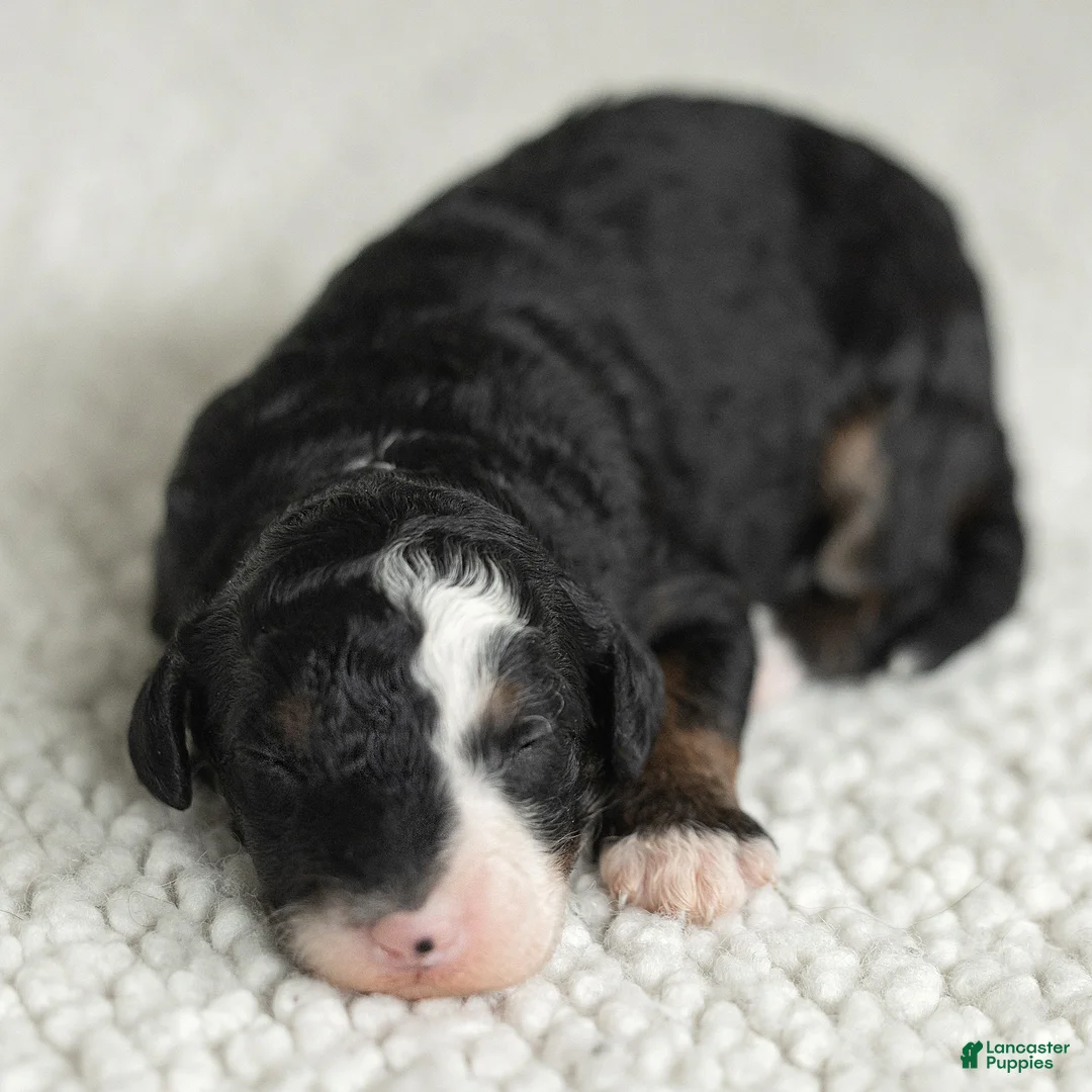Mini Bernedoodle dogs for sale: Alyssa Miniature Bernedoodle  - Ad 1