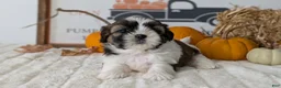 Shih Tzu dogs for sale: Kya - Ad 6
