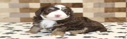 Mini Bernedoodle dogs for sale: Bingo - Ad 3