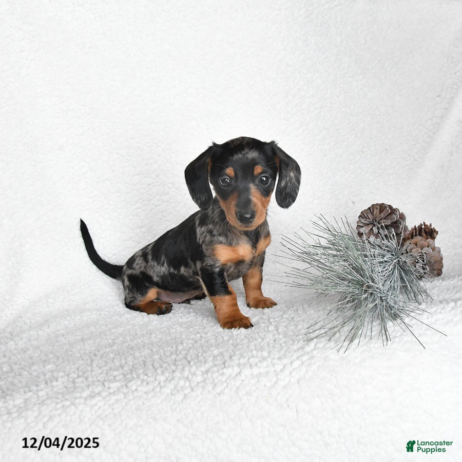 Dachshund dogs Jingles - Ad 31