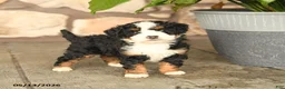 Mini Bernedoodle dogs for sale: Bobby - Ad 3