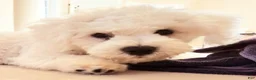 Bichon Frise dogs for sale: Bichon Frise 1 - Ad 2