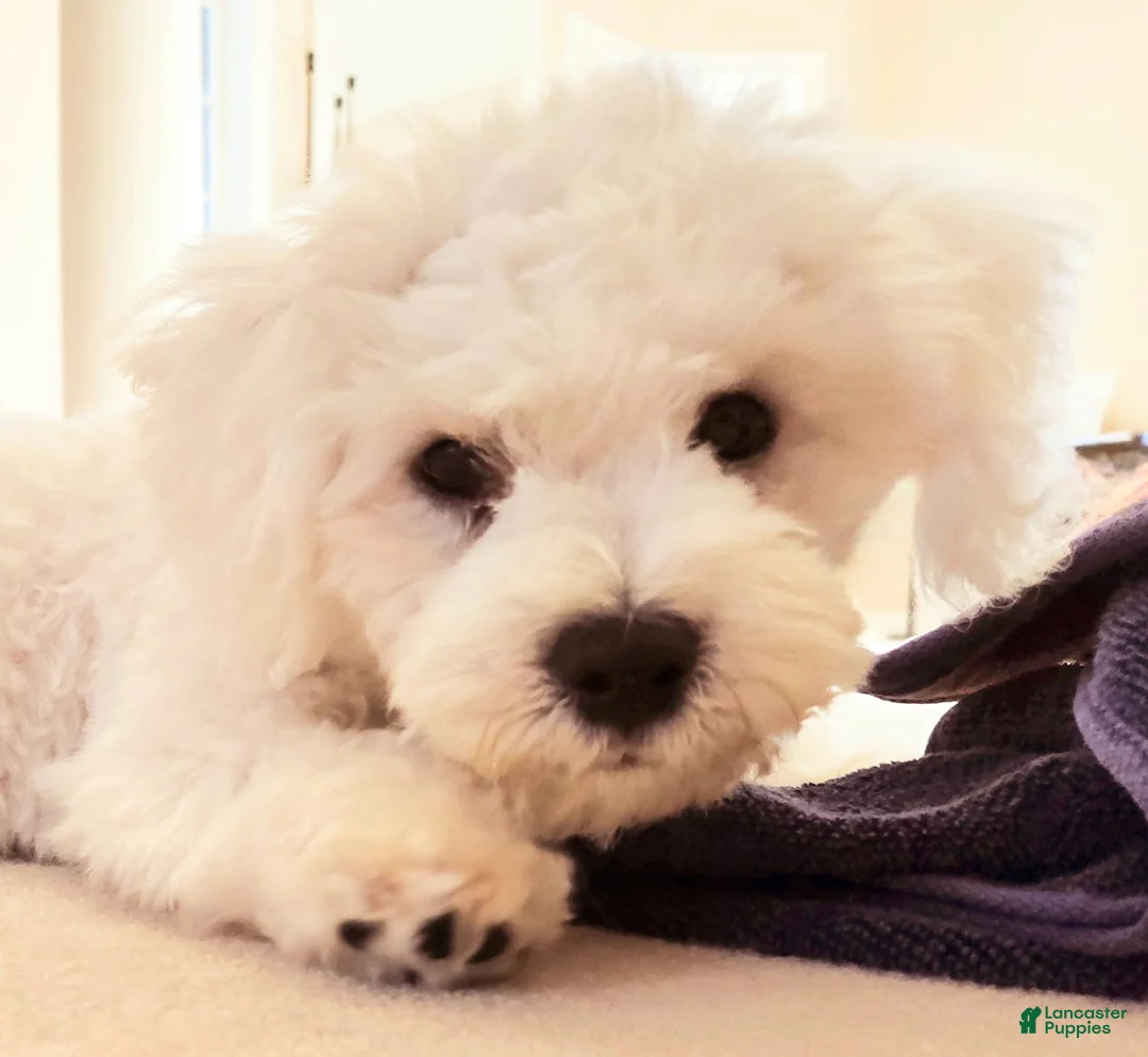 Bichon Frise dogs for sale: Bichon Frise 1 - Ad 2