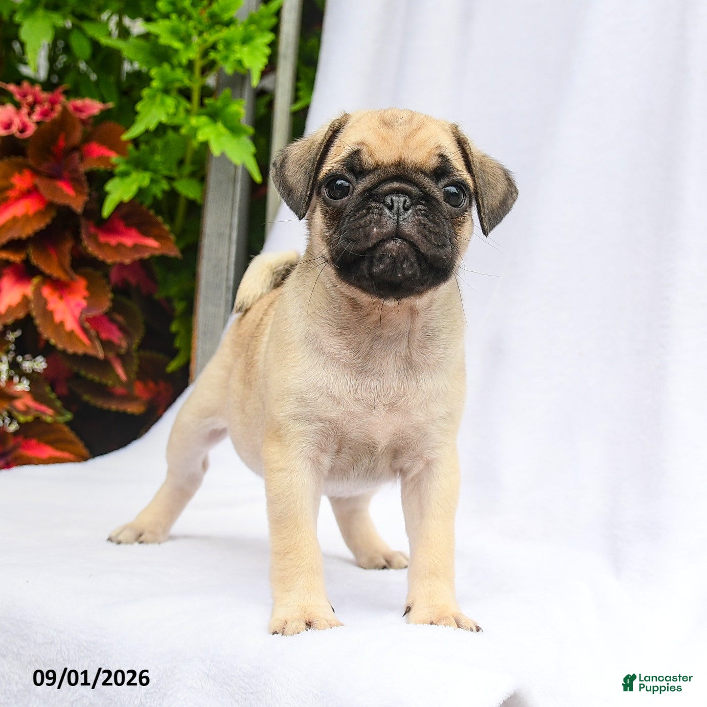 Pug dogs for sale: Parker - Ad 2