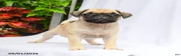 Pug dogs for sale: Parker - Ad 1
