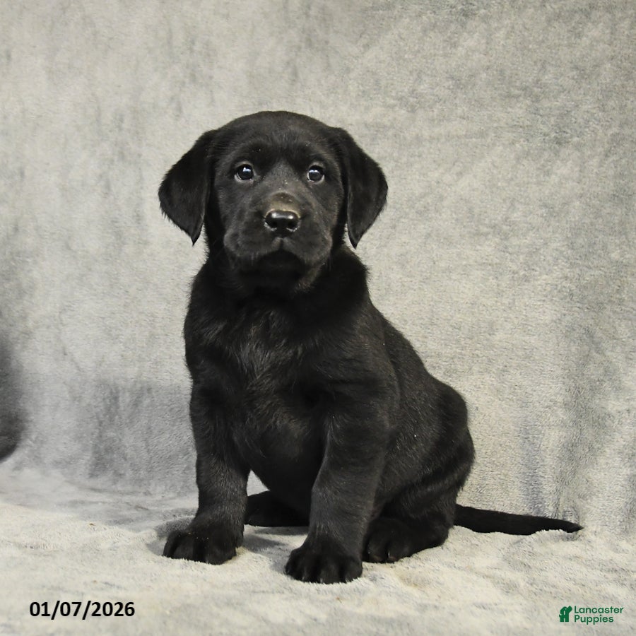 Labrador Retriever dogs Buddy - Ad 41