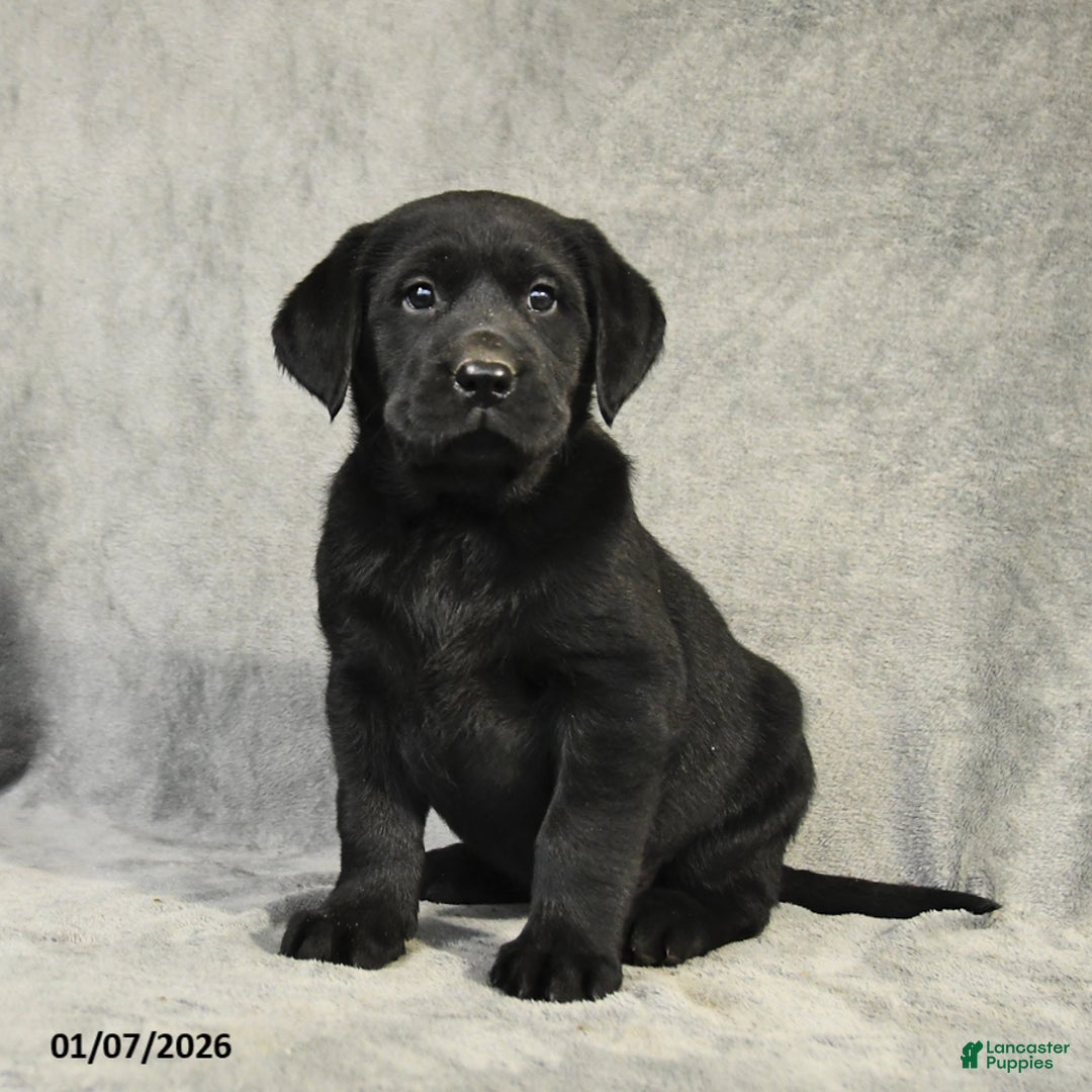 Labrador Retriever dogs for sale: Buddy - Ad 1