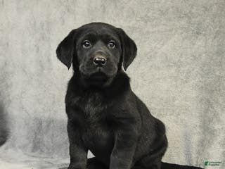 Labrador Retriever dogs Buddy - Ad 39