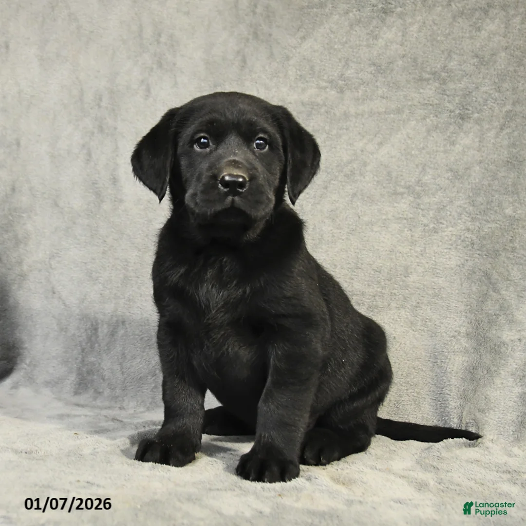 Labrador Retriever dogs for sale: Buddy - Ad 5