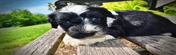 Havapoo dogs for sale: Savvy - Ad 10