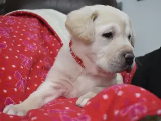 Labrador Retriever dogs Labrador Retriever Puppy 3 - Ad 3