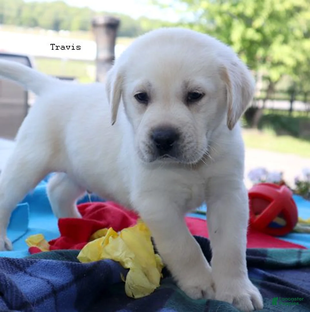 Labrador Retriever dogs for sale: Travis -  Champ line - Ad 1